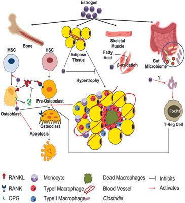 Endocrinal metabolic regulation on the skeletal system in post-menopausal women